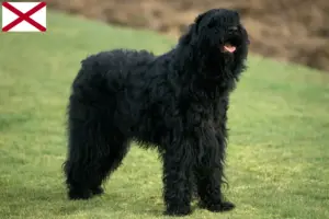 Read more about the article Russian Black Terrier Breeder and Puppies in Alabama