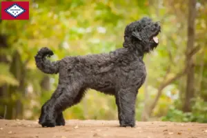 Read more about the article Russian Black Terrier Breeder and Puppies in Arkansas