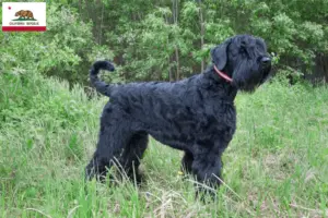 Read more about the article Russian Black Terrier Breeder and Puppies in California