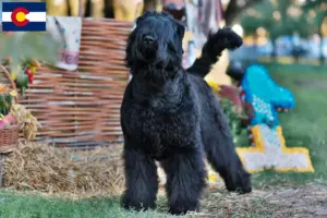 Read more about the article Russian Black Terrier Breeder and Puppies in Colorado