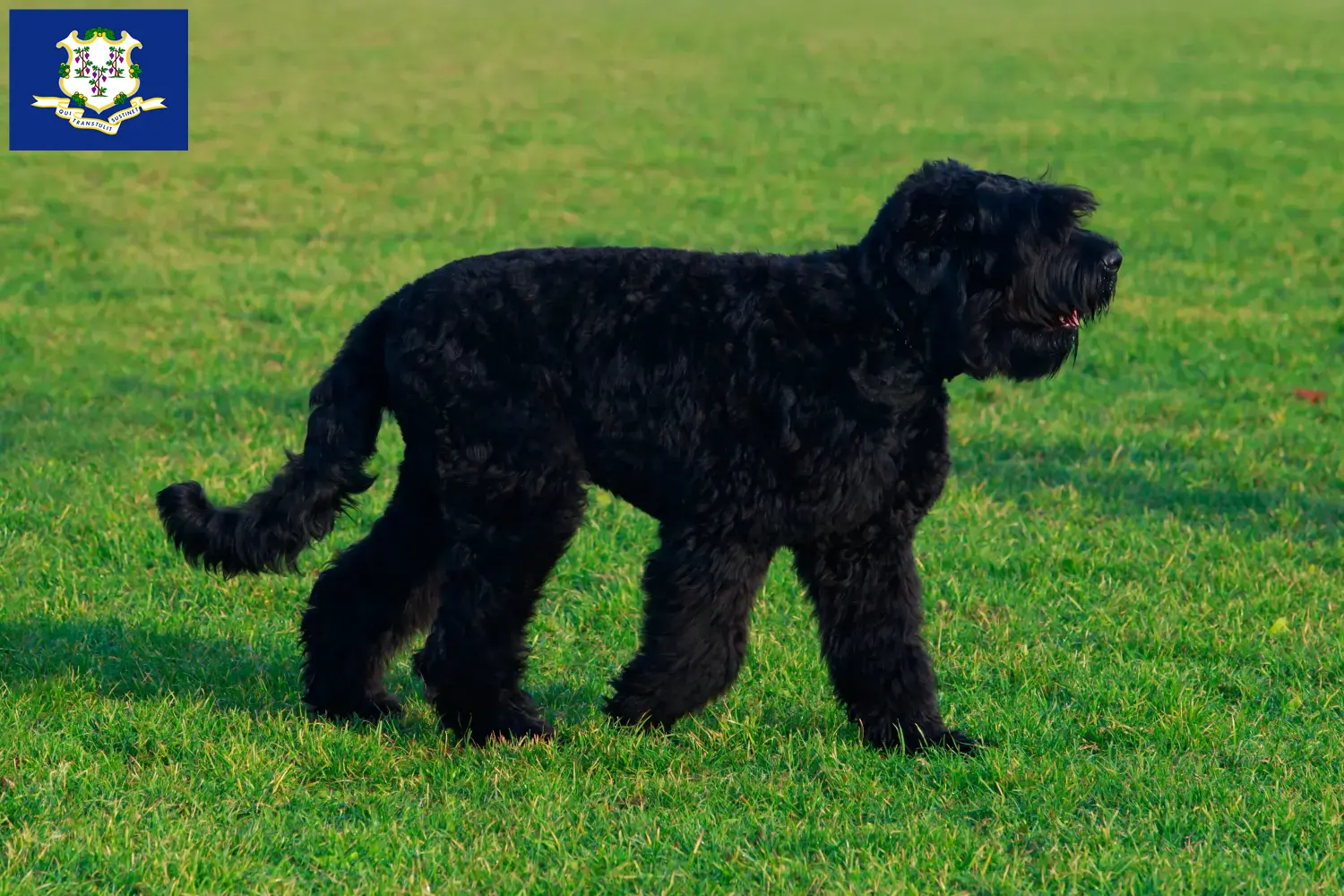 Russian Black Terrier puppies and breeders Connecticut Find Russian Black Terrier breeders in Connecticut here.
