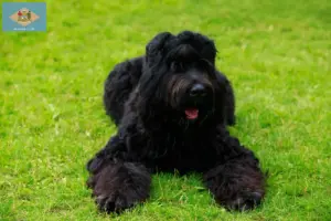 Read more about the article Russian Black Terrier Breeder and Puppies in Delaware