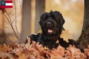 Read more about the article Russian Black Terrier Breeder and Puppies in Georgia