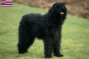 Read more about the article Russian Black Terrier Breeder and Puppies in Hawaii