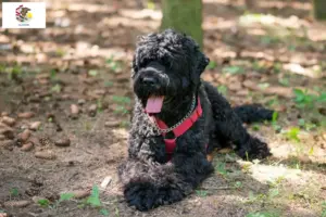 Read more about the article Russian Black Terrier Breeder and Puppies in Illinois
