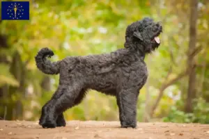 Read more about the article Russian Black Terrier Breeder and Puppies in Indiana
