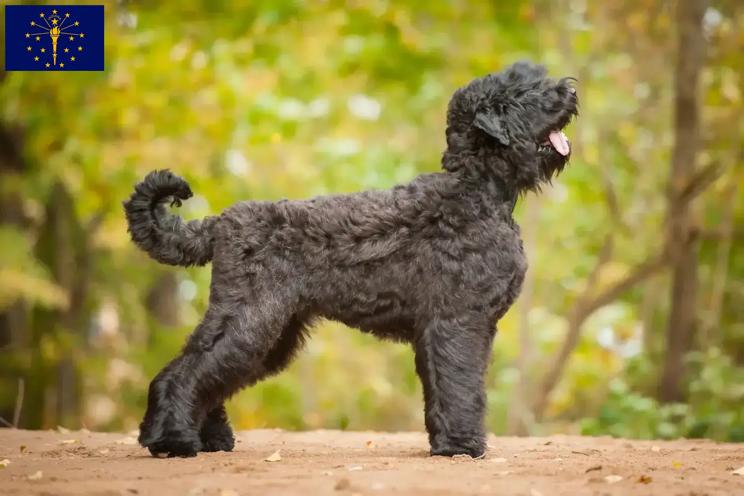 Read more about the article Russian Black Terrier Breeder and Puppies in Indiana