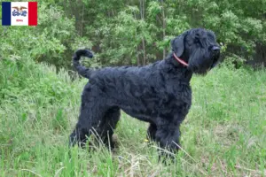 Read more about the article Russian Black Terrier Breeder and Puppies in Iowa