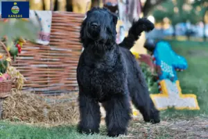 Read more about the article Russian Black Terrier Breeder and Puppies in Kansas