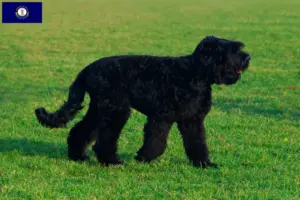 Read more about the article Russian Black Terrier Breeder and Puppies in Kentucky