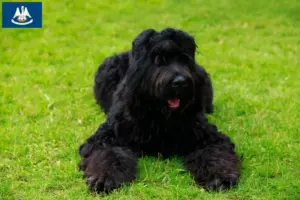 Read more about the article Russian Black Terrier Breeder and Puppies in Louisiana