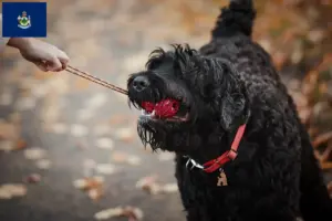 Read more about the article Russian Black Terrier Breeder and Puppies in Maine