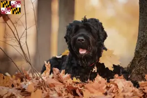 Read more about the article Russian Black Terrier Breeder and Puppies in Maryland