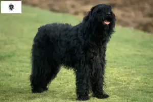 Read more about the article Russian Black Terrier Breeder and Puppies in Massachusetts