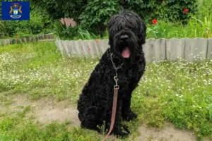 Read more about the article Russian Black Terrier Breeder and Puppies in Michigan