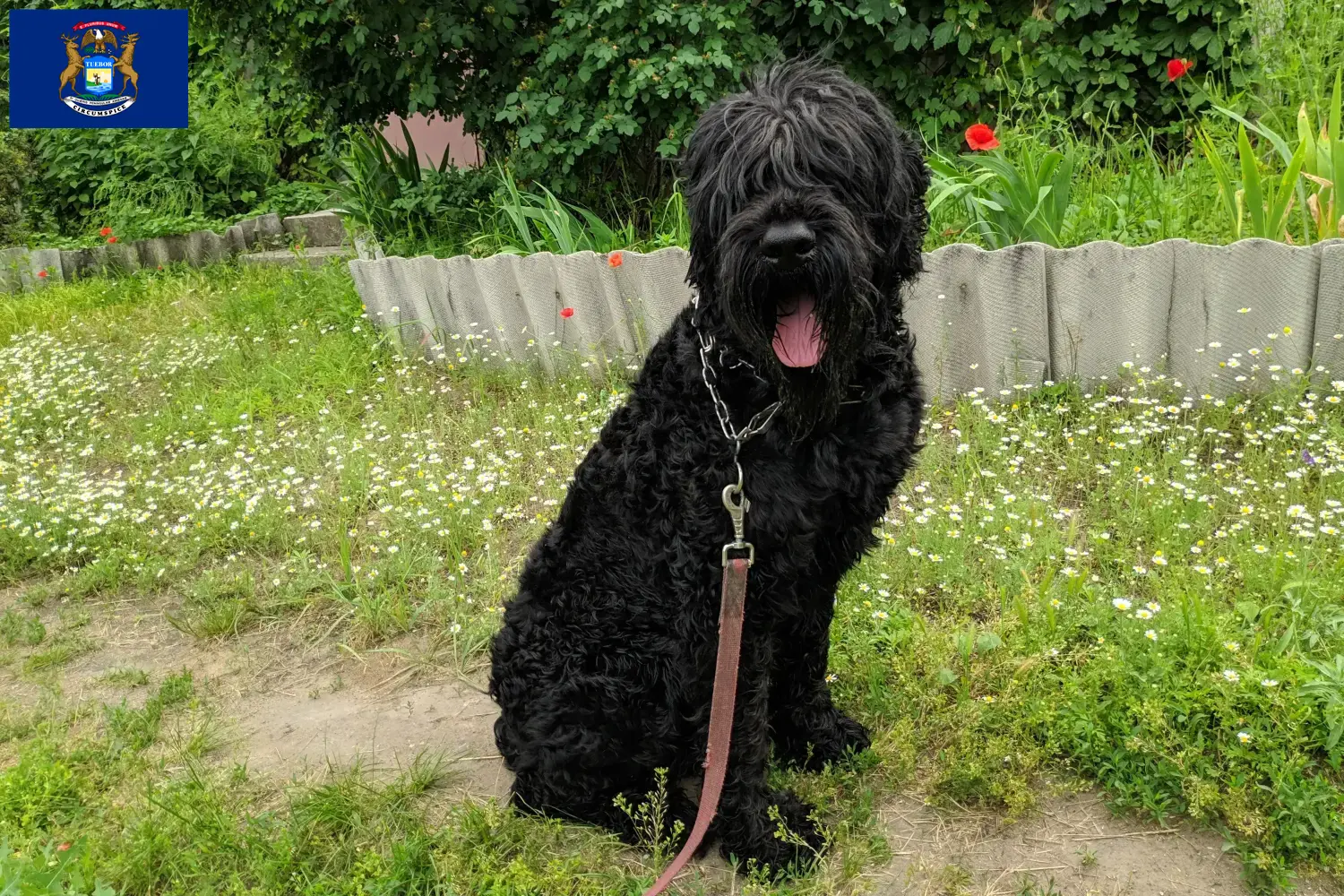 Russian Black Terrier puppies and breeders Michigan Find Russian Black Terrier breeders in Michigan here.