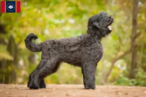Read more about the article Russian Black Terrier Breeder and Puppies in Mississippi