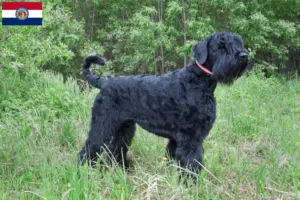 Read more about the article Russian Black Terrier Breeder and Puppies in Missouri