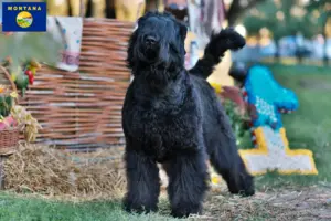 Read more about the article Russian Black Terrier Breeder and Puppies in Montana