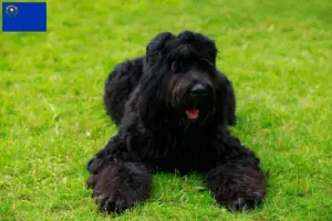 Read more about the article Russian Black Terrier Breeder and Puppies in Nevada