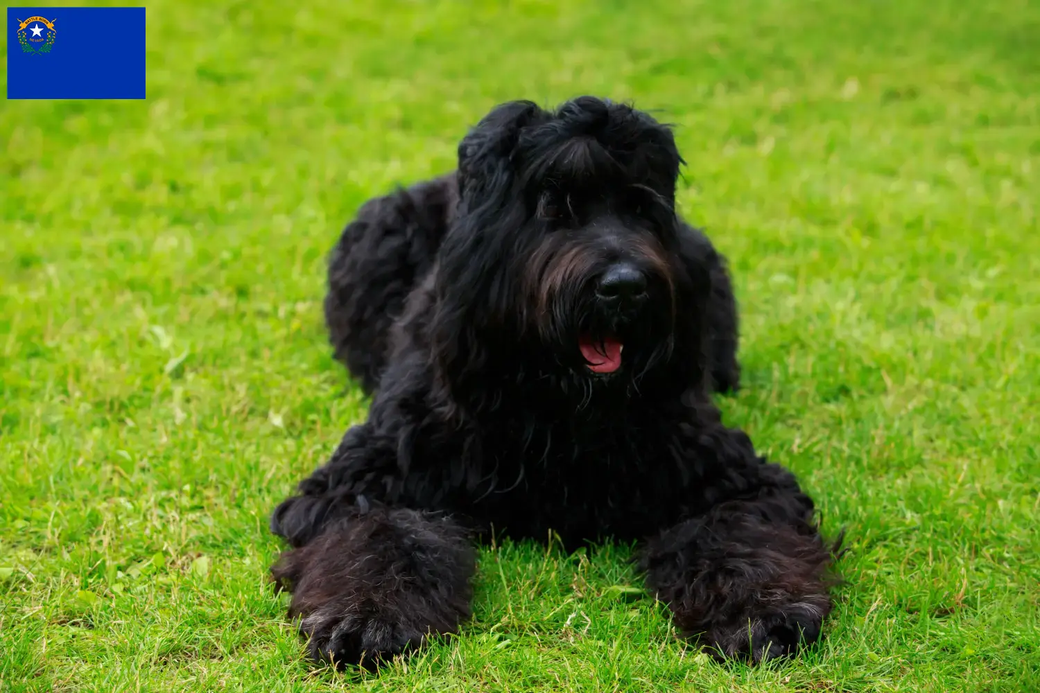 Russian Black Terrier puppies and breeders Nevada Find Russian Black Terrier breeders in Nevada here.