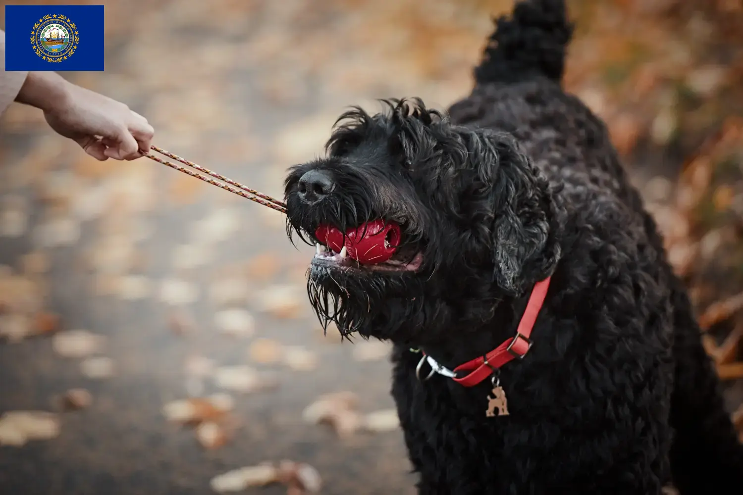 Russian Black Terrier puppies and breeders New Hampshire Find Russian Black Terrier breeders in New Hampshire here.