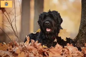 Read more about the article Russian Black Terrier Breeder and Puppies in New Jersey