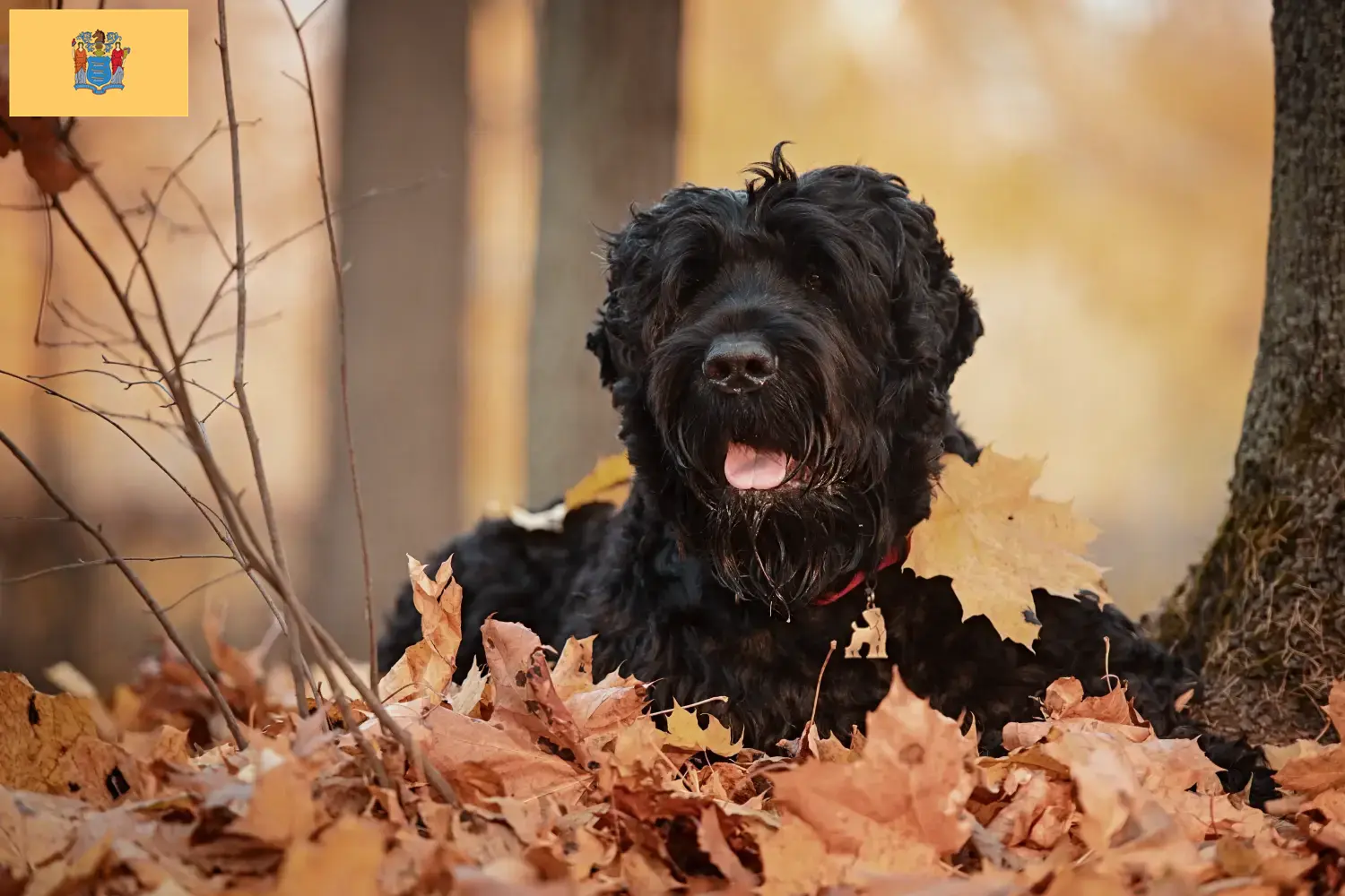 Russian Black Terrier Puppies and Breeder New Jersey Find Russian Black Terrier breeders in New Jersey here.
