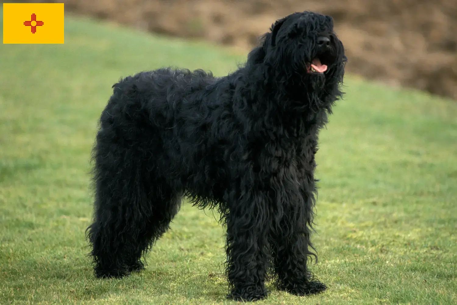 Russian Black Terrier puppies and breeders New Mexico Find Russian Black Terrier breeders in New Mexico here.