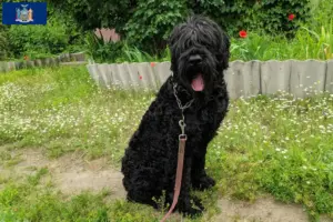 Read more about the article Russian Black Terrier Breeder and Puppies in New York