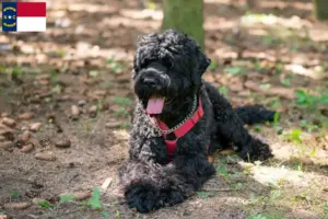 Read more about the article Russian Black Terrier Breeder and Puppies in North Carolina