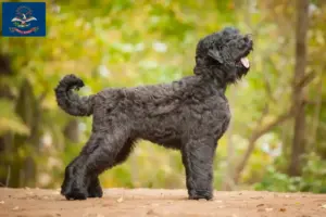 Read more about the article Russian Black Terrier Breeder and Puppies in North Dakota