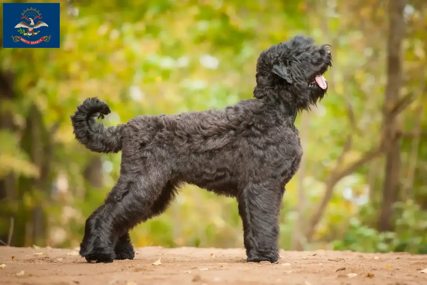 Russian Black Terrier puppies and breeders North Dakota Find Russian Black Terrier breeders in North Dakota here.