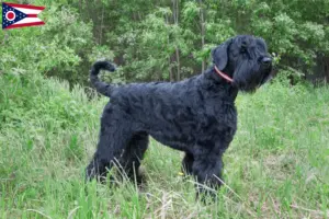Read more about the article Russian Black Terrier Breeder and Puppies in Ohio