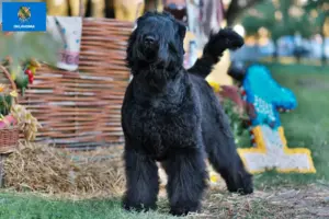 Read more about the article Russian Black Terrier Breeder and Puppies in Oklahoma