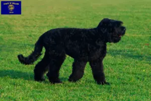Read more about the article Russian Black Terrier Breeder and Puppies in Oregon