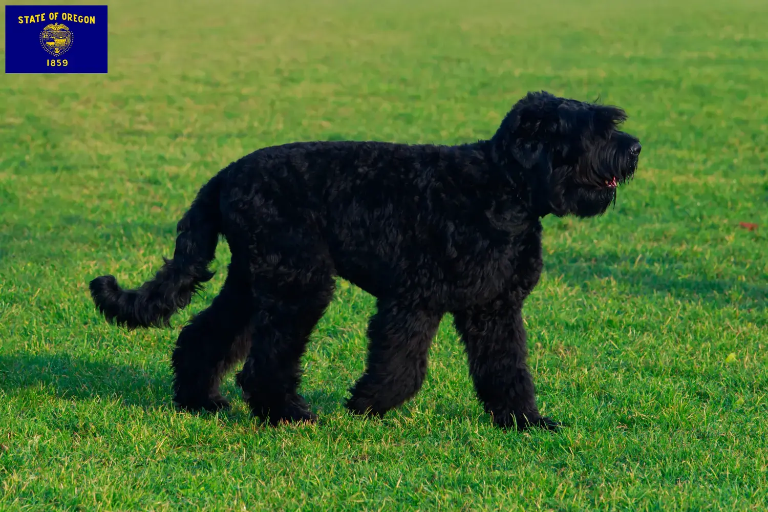 Russian Black Terrier puppies and breeders Oregon Find Russian Black Terrier breeders in Oregon here.