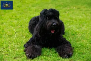 Read more about the article Russian Black Terrier Breeder and Puppies in Pennsylvania