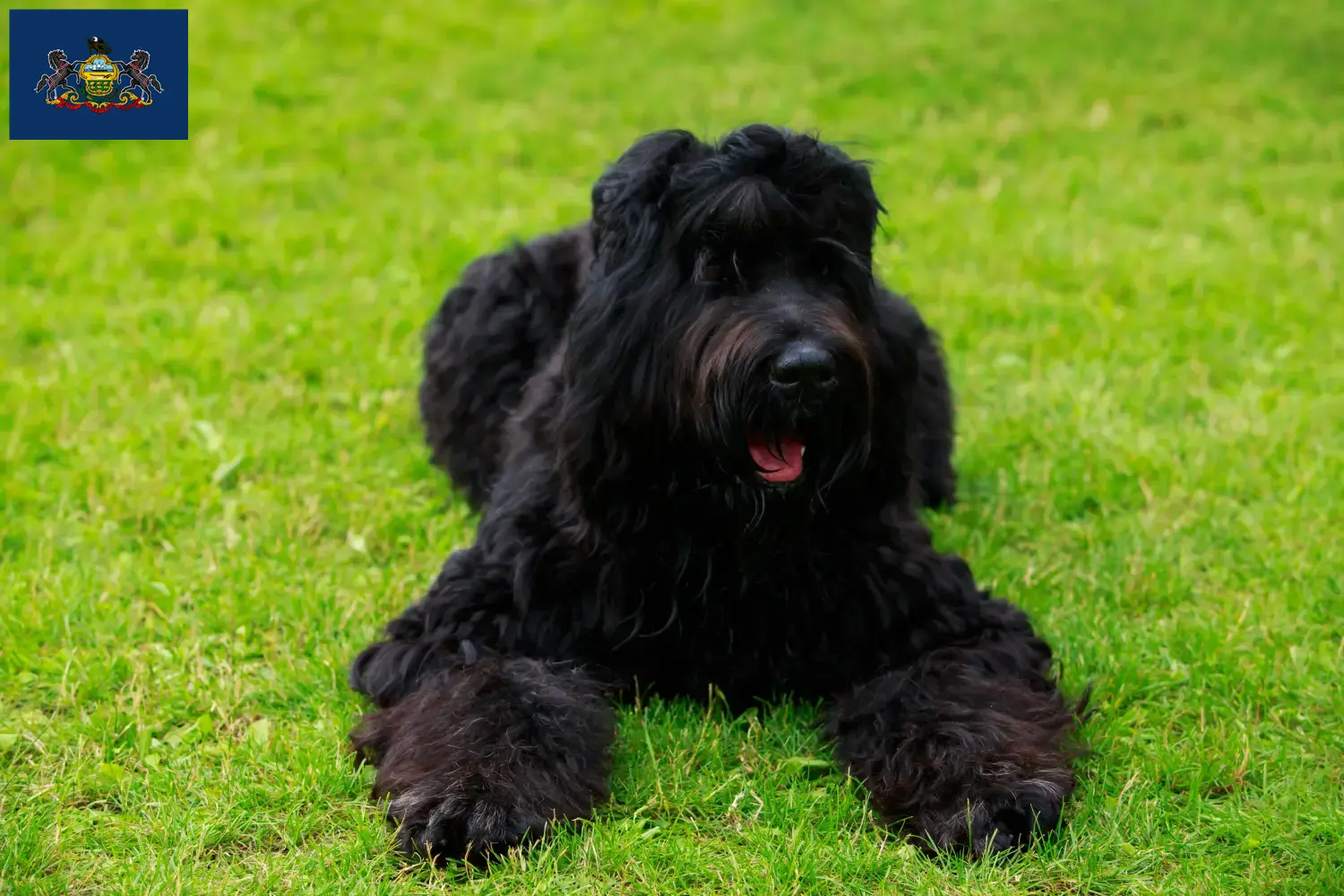 Russian Black Terrier Puppies and Breeder Pennsylvania Find Russian Black Terrier breeders in Pennsylvania here.