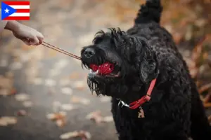 Read more about the article Russian Black Terrier Breeder and Puppies in Puerto Rico
