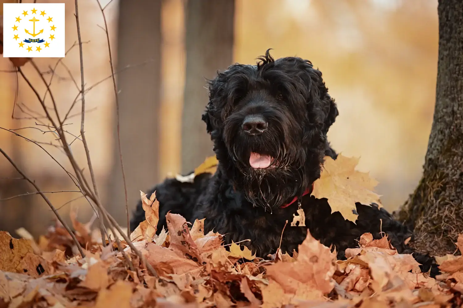 Russian Black Terrier puppies and breeders Rhode Island Find Russian Black Terrier breeders in Rhode Island here.