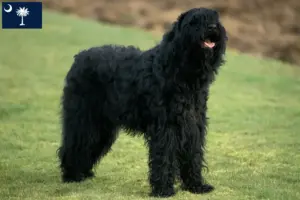 Read more about the article Russian Black Terrier Breeder and Puppies in South Carolina