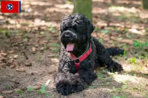 Read more about the article Russian Black Terrier Breeder and Puppies in Tennessee
