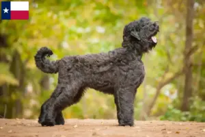 Read more about the article Russian Black Terrier Breeder and Puppies in Texas