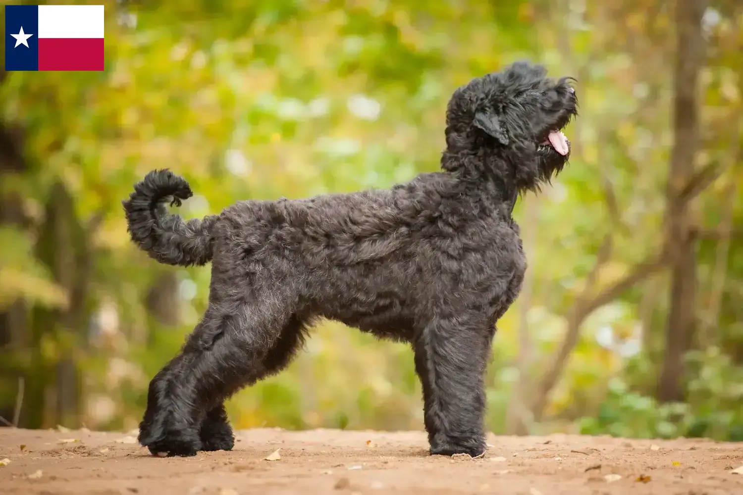 Russian Black Terrier Puppies and Breeder Texas Find Russian Black Terrier breeders in Texas here.