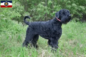 Read more about the article Russian Black Terrier Breeder and Puppies in Utah