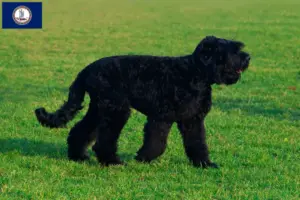 Read more about the article Russian Black Terrier Breeder and Puppies in Virginia