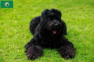 Read more about the article Russian Black Terrier Breeder and Puppies in Washington