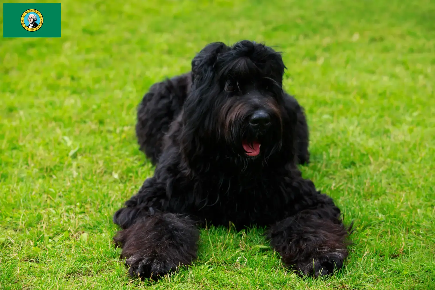 Russian Black Terrier puppies and breeders Washington Find Russian Black Terrier breeders in Washington here.