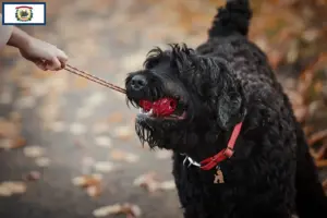 Read more about the article Russian Black Terrier Breeder and Puppies in West Virginia